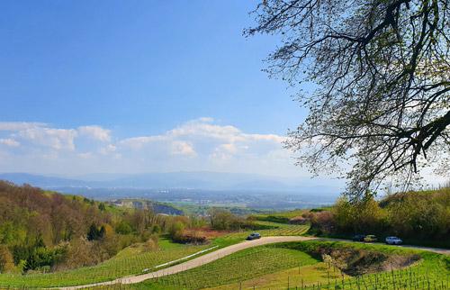 Kaiserstuhl view