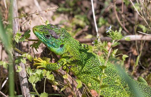 Kaiserstuhl lizard