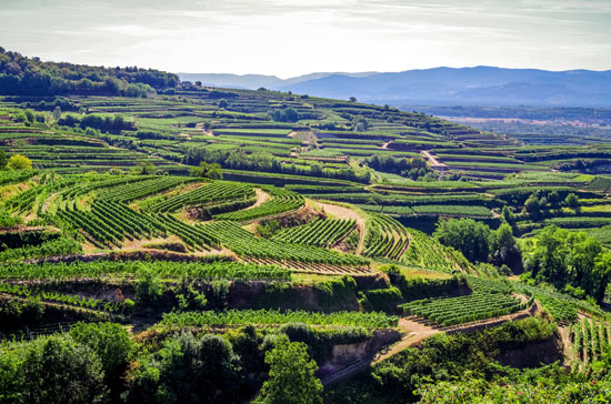 Kaiserstuhl Terraces